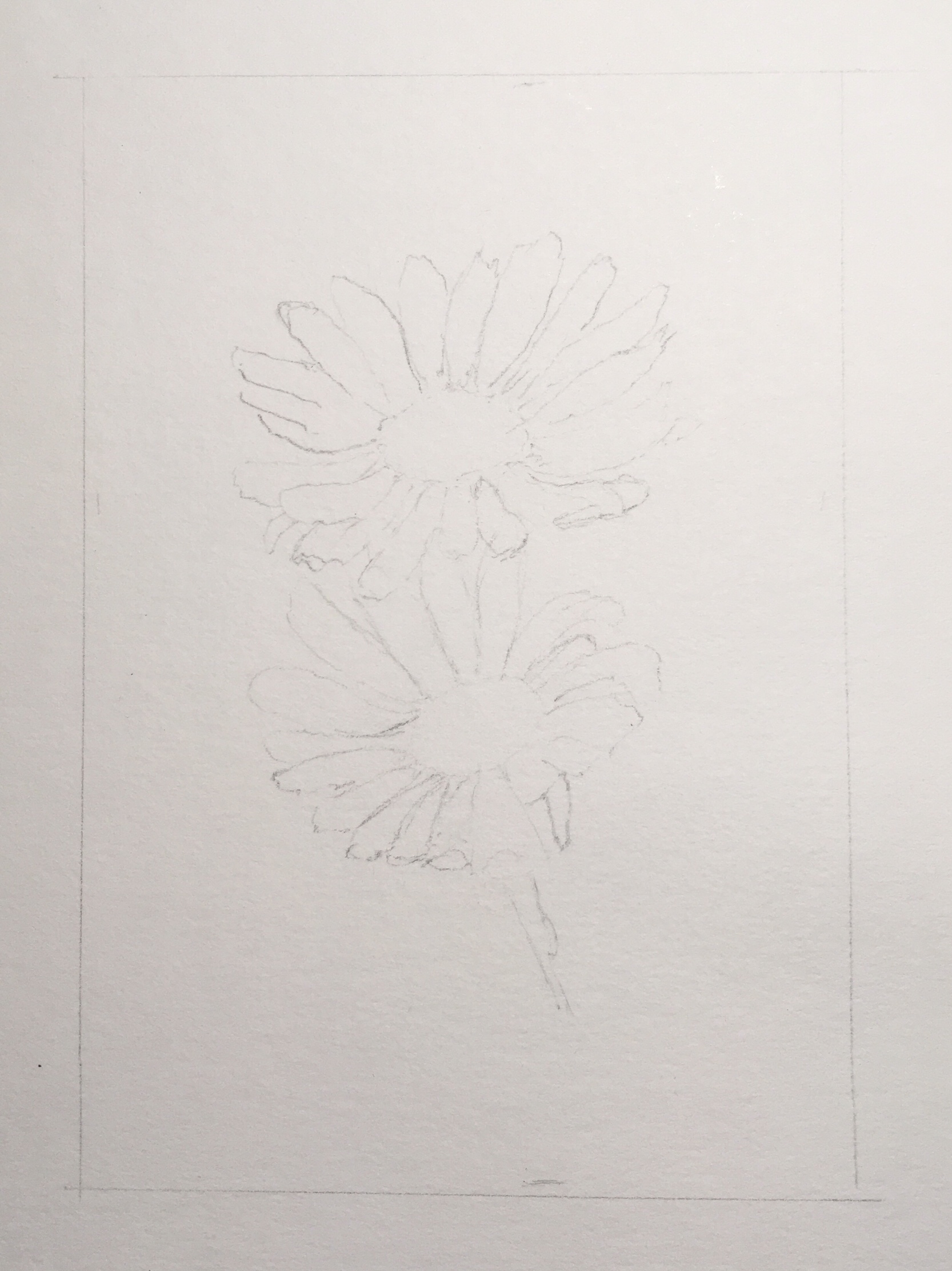 Rough pencil sketch to mark where the daisies are.
