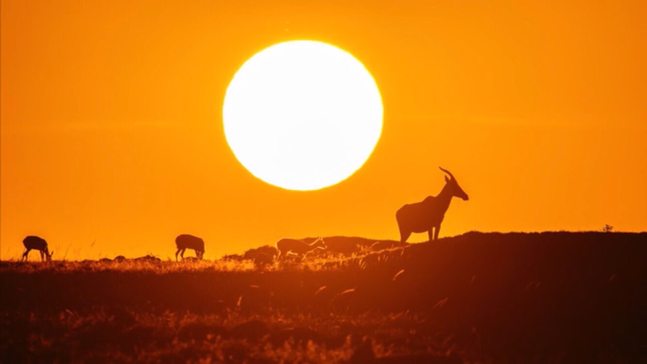 The reference photo: four antelopes on bare flat ground against a big low sun
