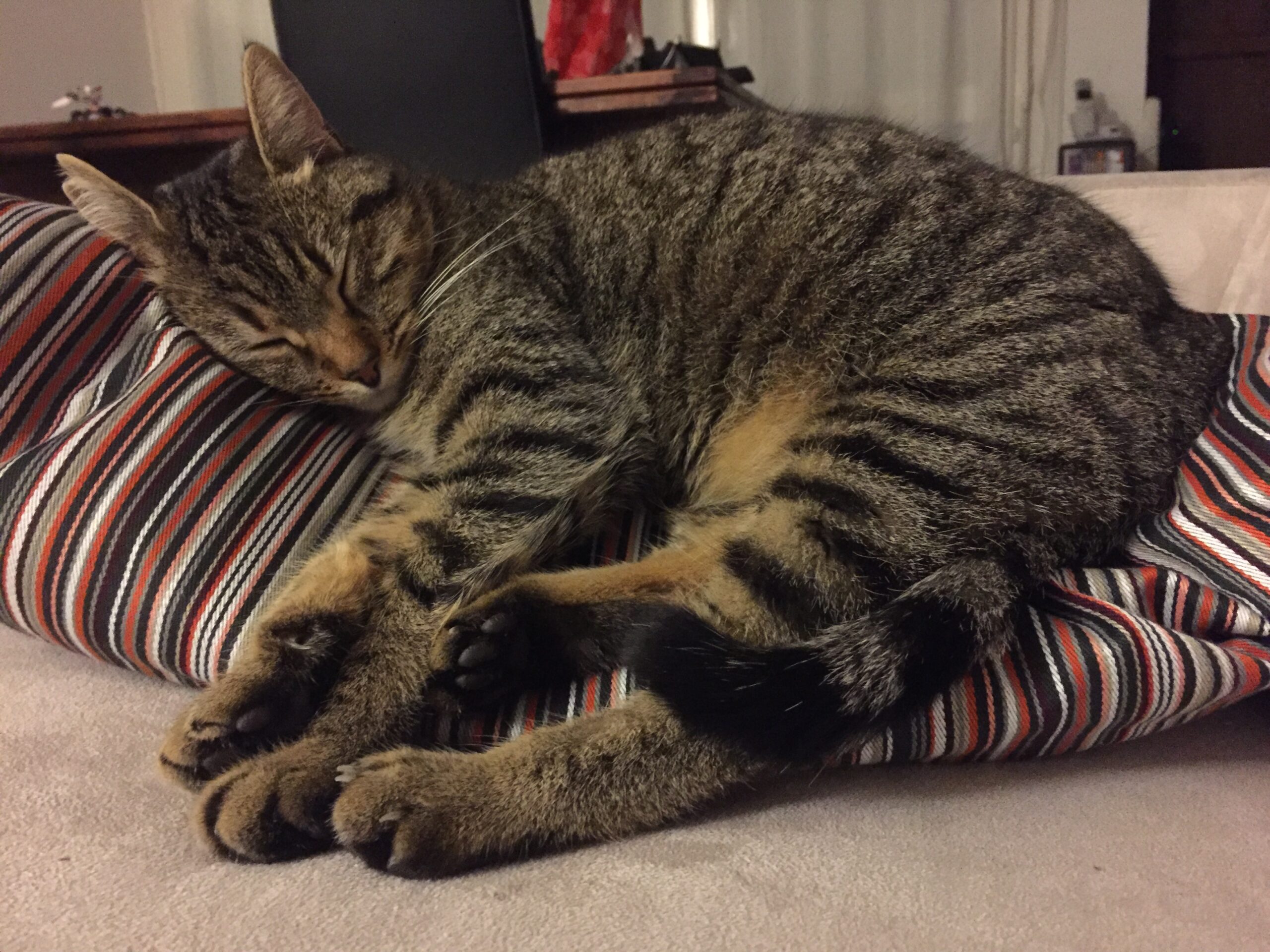 Brown tabby cat asleep on a striped cushion