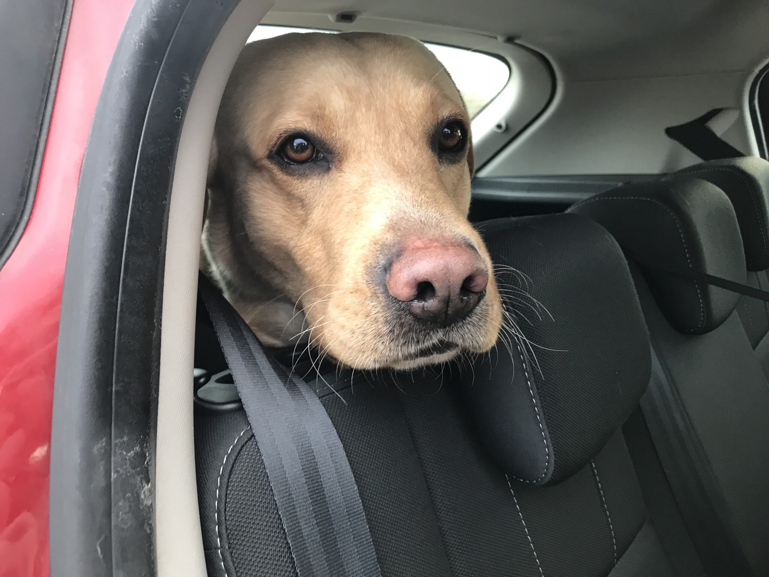 Yellow labrador's head between the side of the car and the back seat