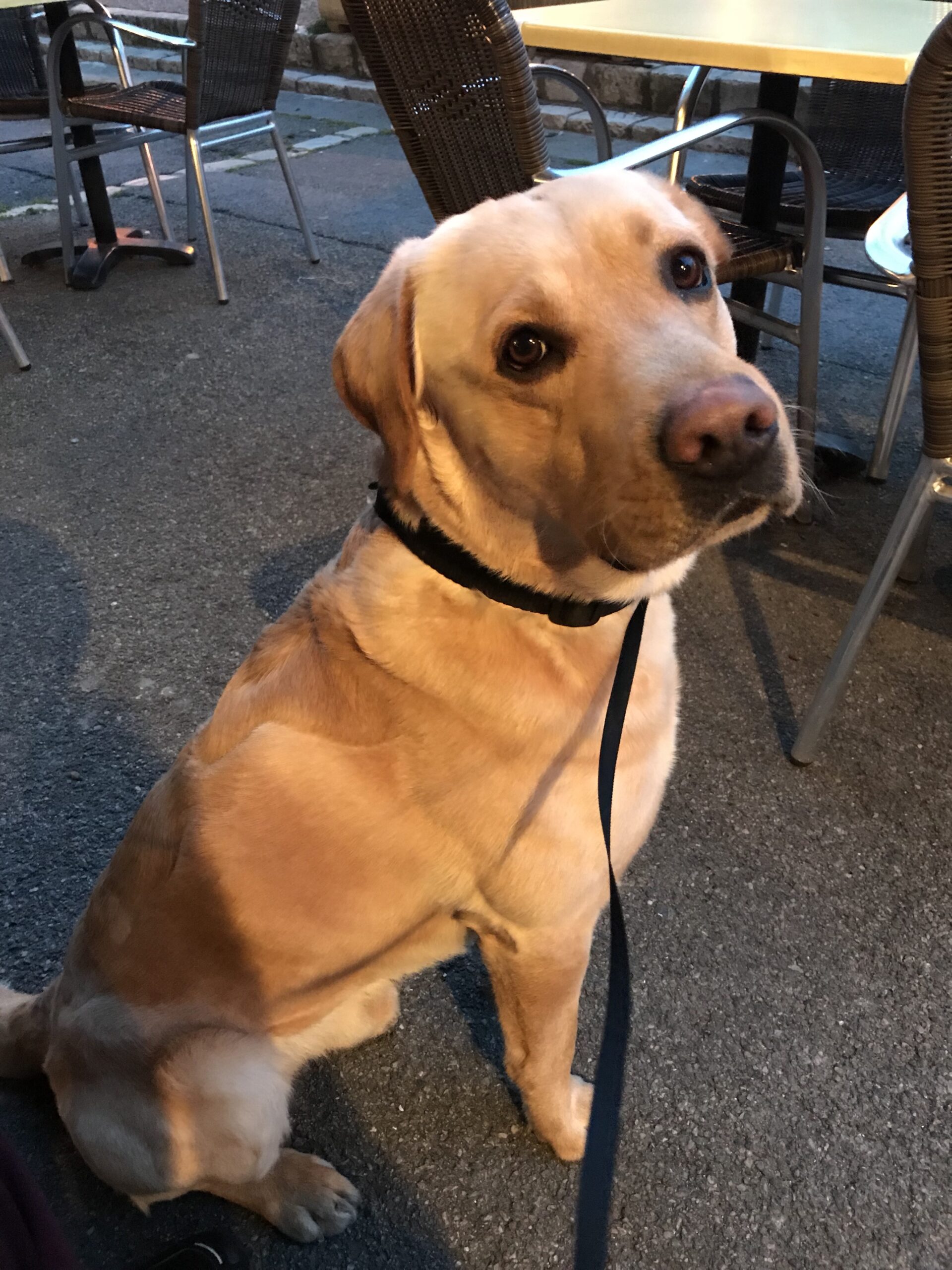 Yellow labrador sitting and looking up at me