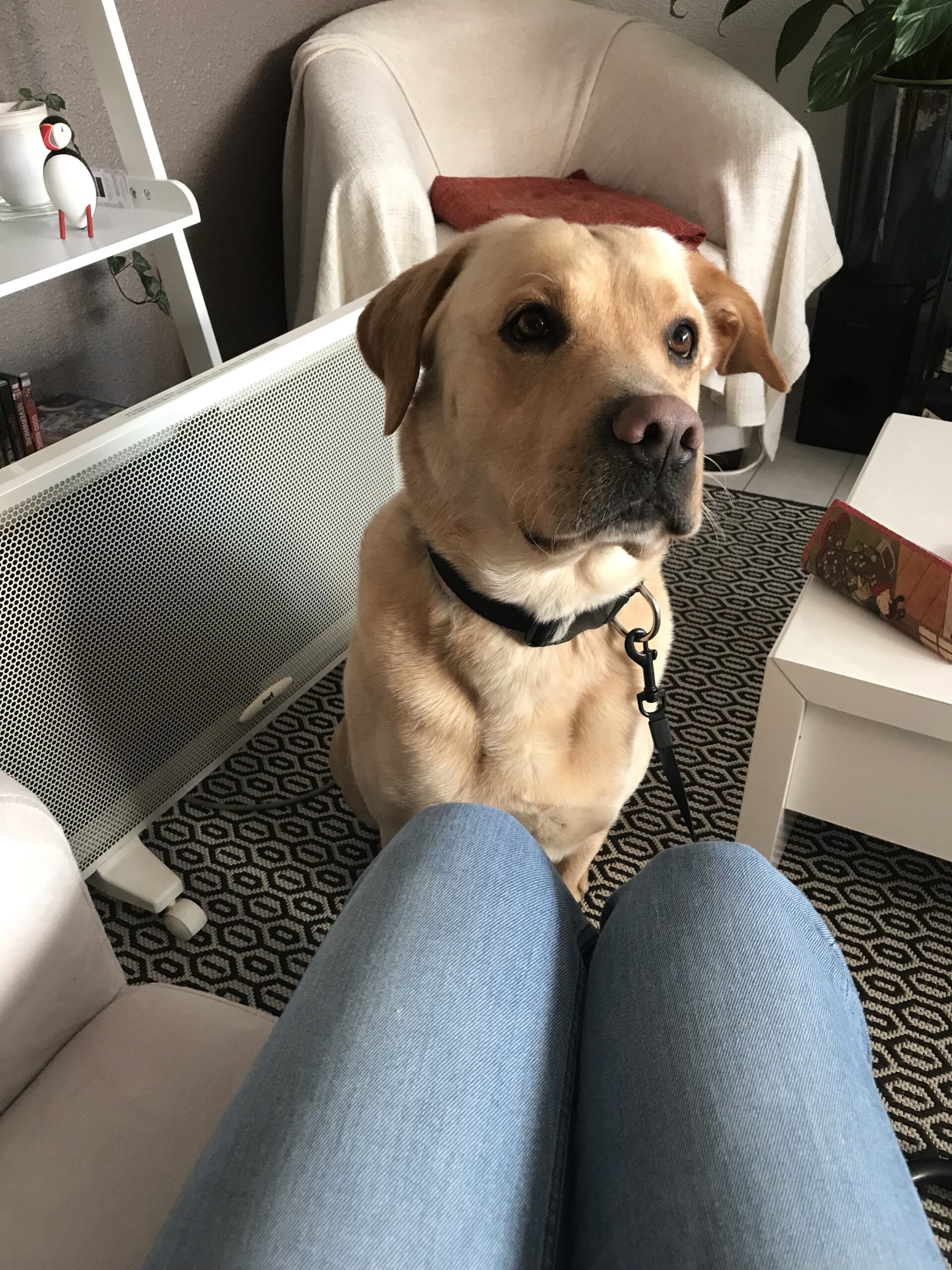 Yellow labrador sitting in front of me. My knees are visible. The dog looks with curiosity at the side of me.