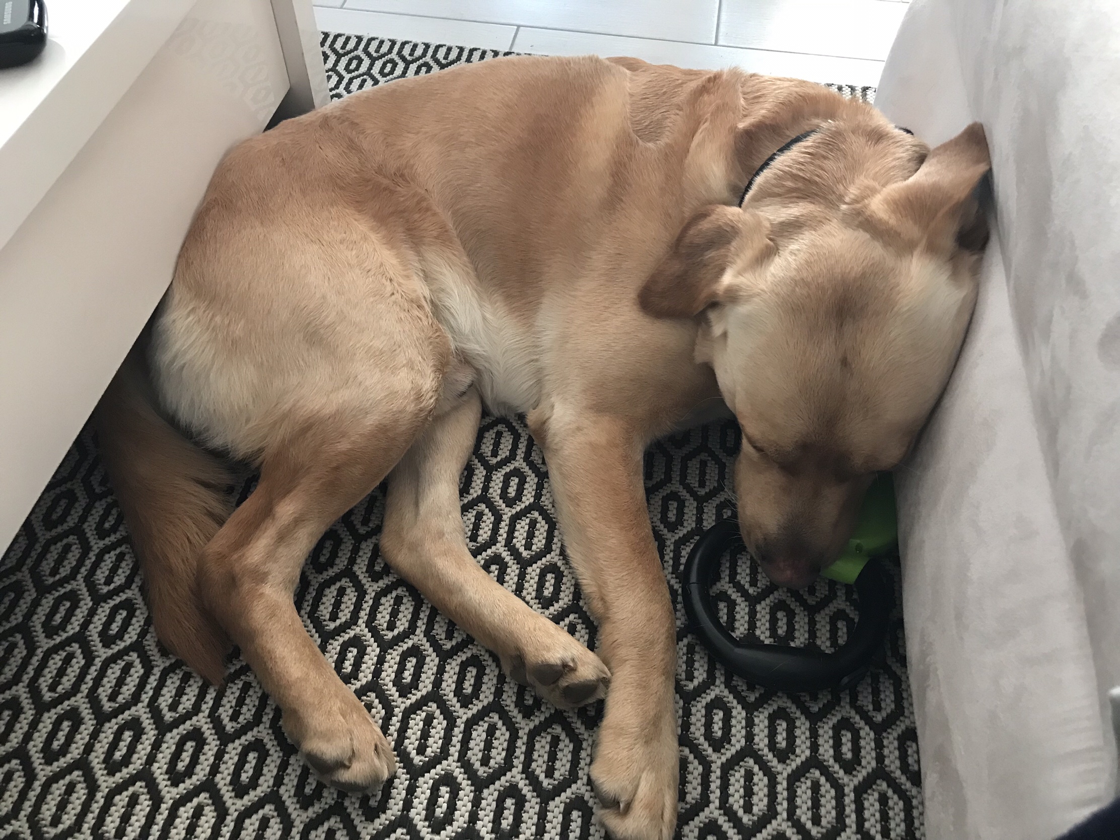 Yellow labrador curled up on the side between the coffee table and the sofa, his head propped up against the sofa.