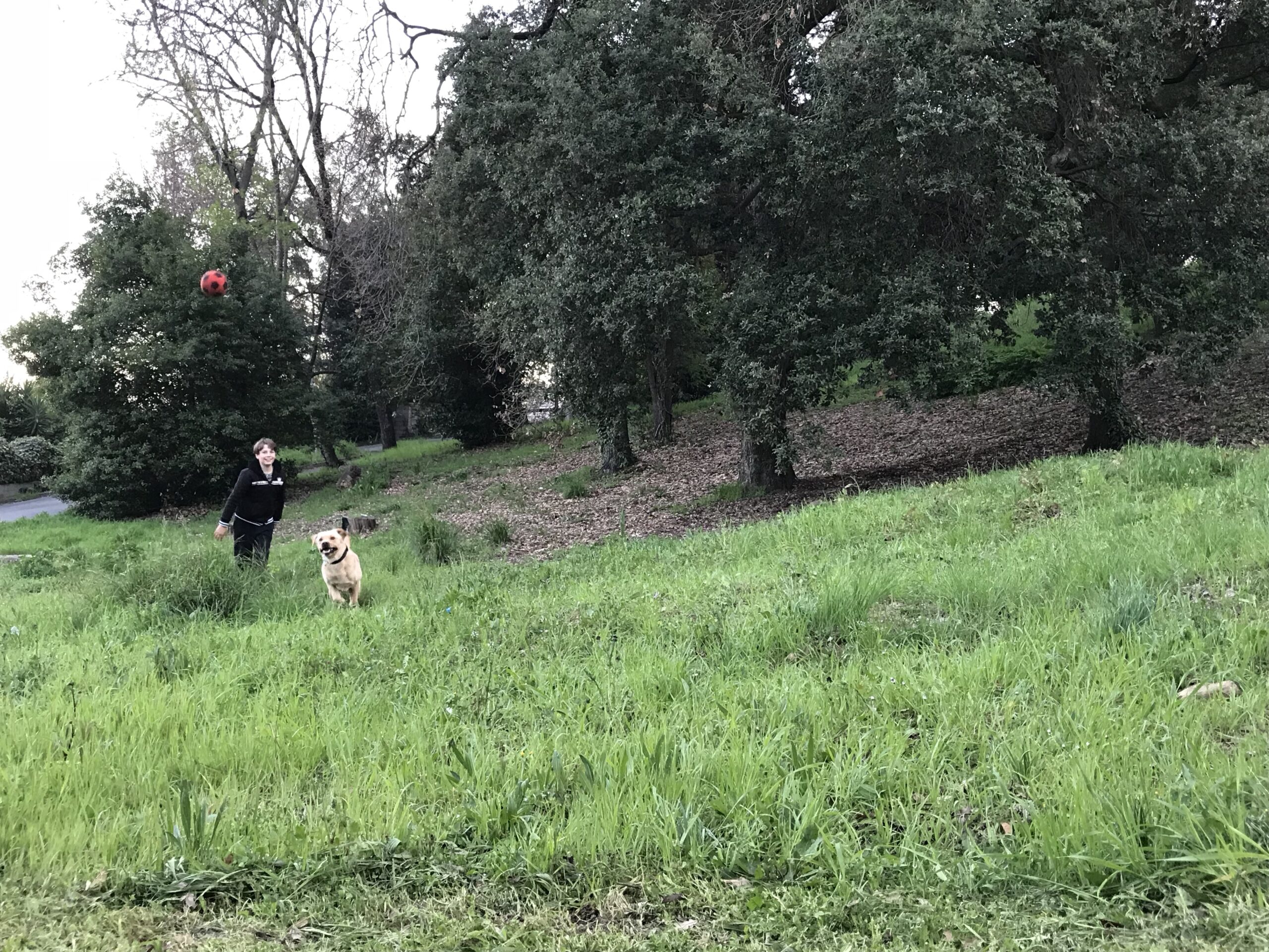 In a large green meadow lined with big oak trees are a young smiling boy who threw a red ball in the air and a yellow labrador running to grab it
