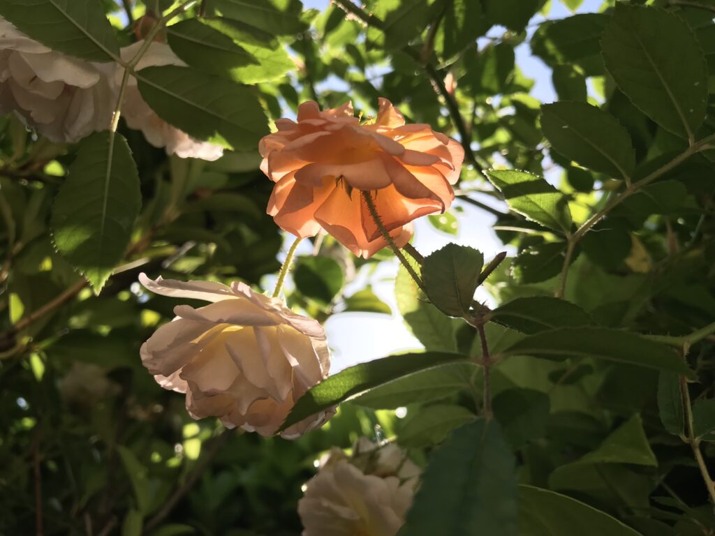 Détail du rosier grimpant de ma voisine aux petites roses orange. L'une d'elle prend le soleil.