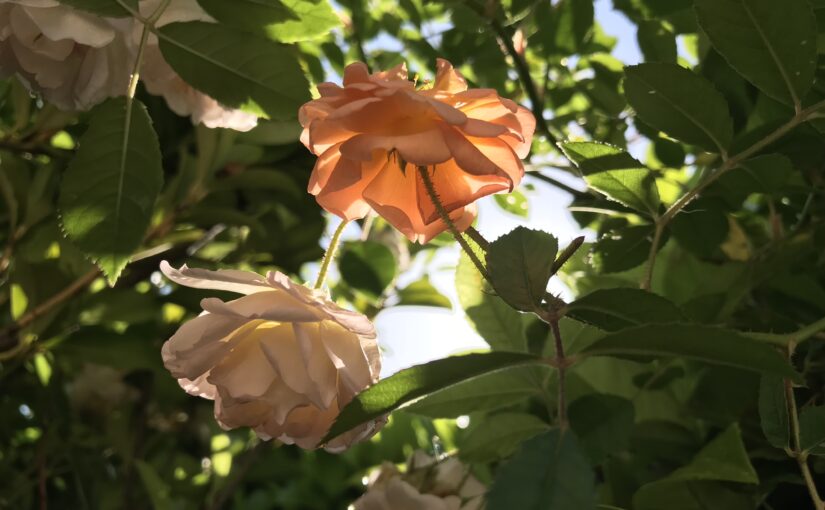 Détail du rosier grimpant de ma voisine aux petites roses orange. L'une d'elle prend le soleil.