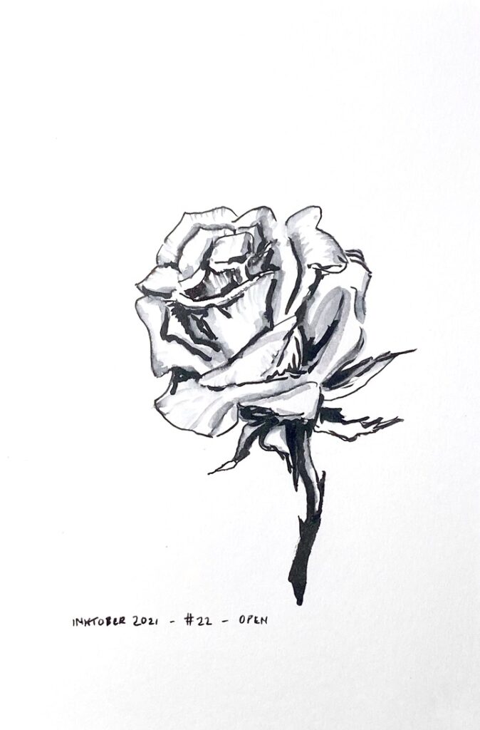 Black and grey ink drawing of an open rose