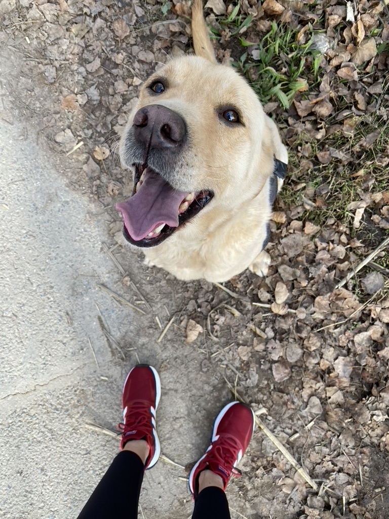 Point of view: my dog, a yellow labrador, sitting on the ground and looking like he's smiling. My red running shoes and black leggings are visible