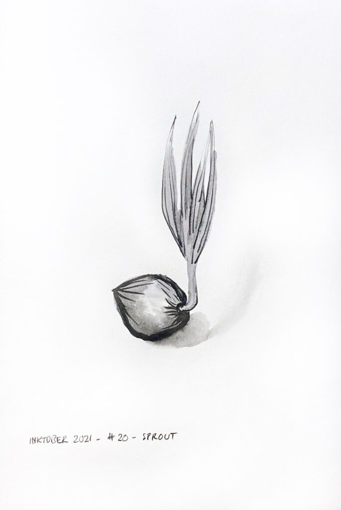 Black and grey ink drawing of a coconut sprouting and its shadow