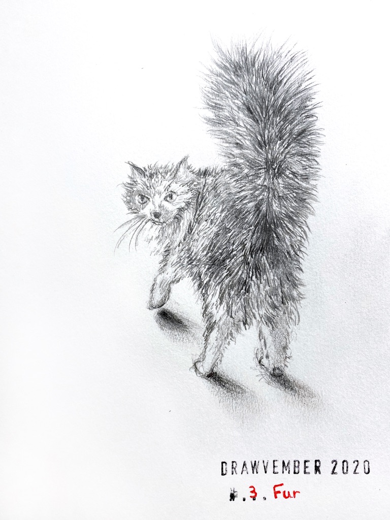 Pencil drawing of a fluffy cat