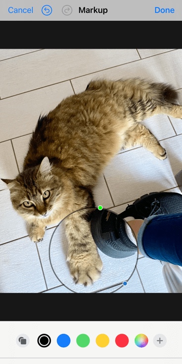 Screenshot of a photo of my cat next to my foot that I am editing with the "Markup" app by magnifying the paw of my cat touching the back of my shoe.