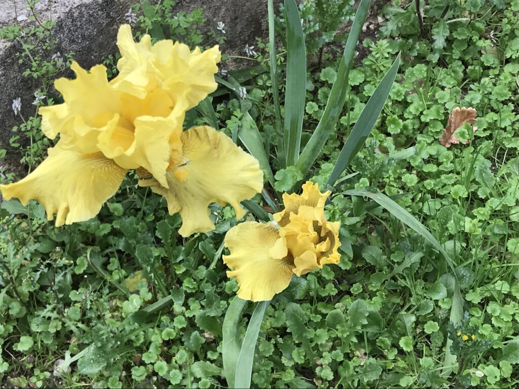 Deux iris jaune fleurissent parmi d'autres herbes du jardin.