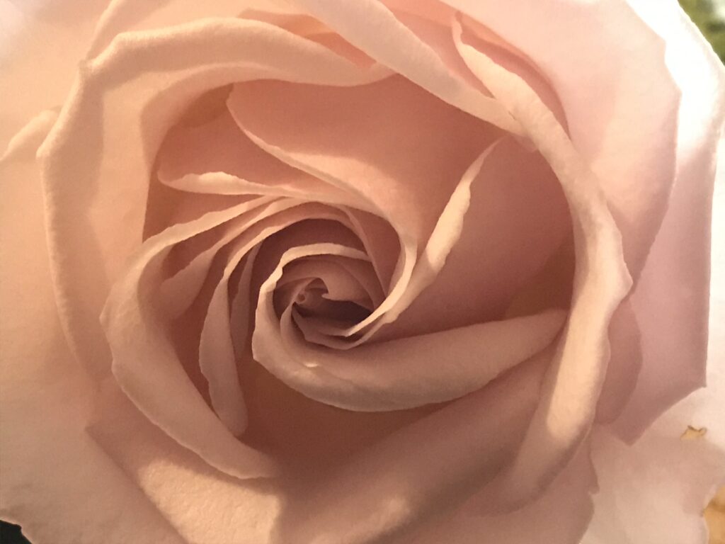 Gros plan sur une rose rose ouverte