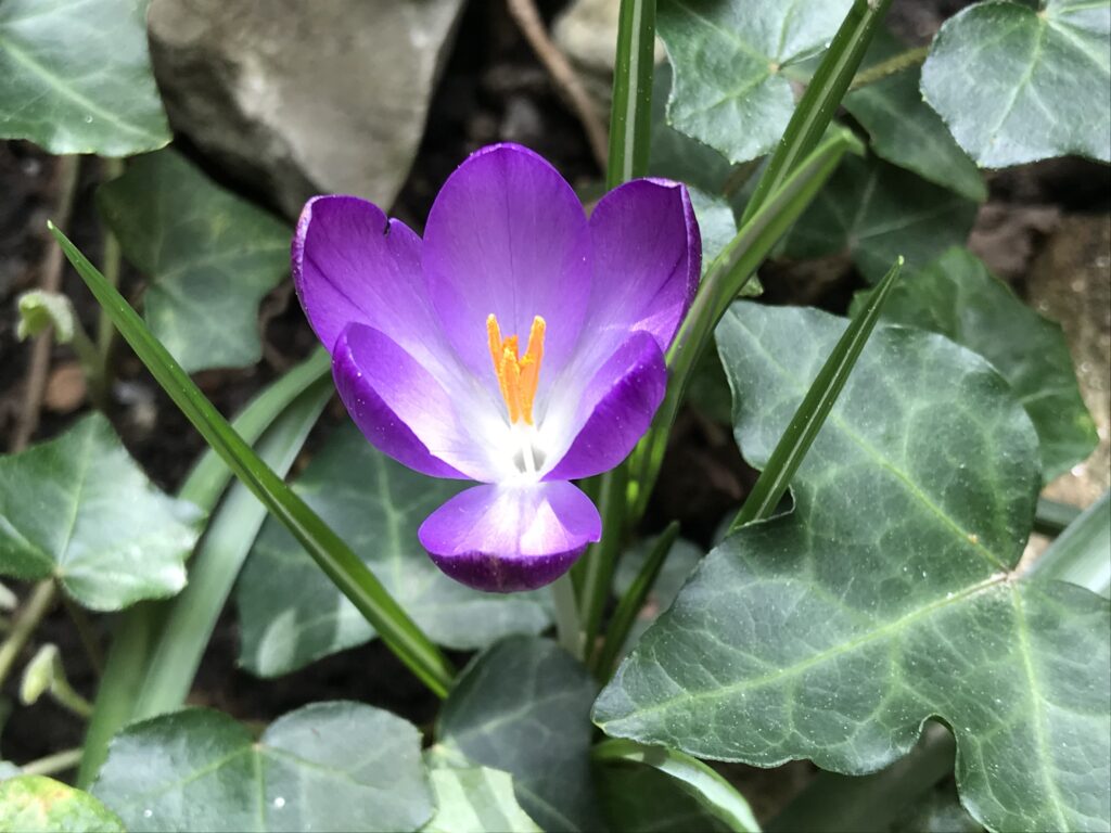 Fleur de crocus violette aux étamines couleur safran et longues et fines feuilles vert foncé émergeant parmi des feuilles de lierre.