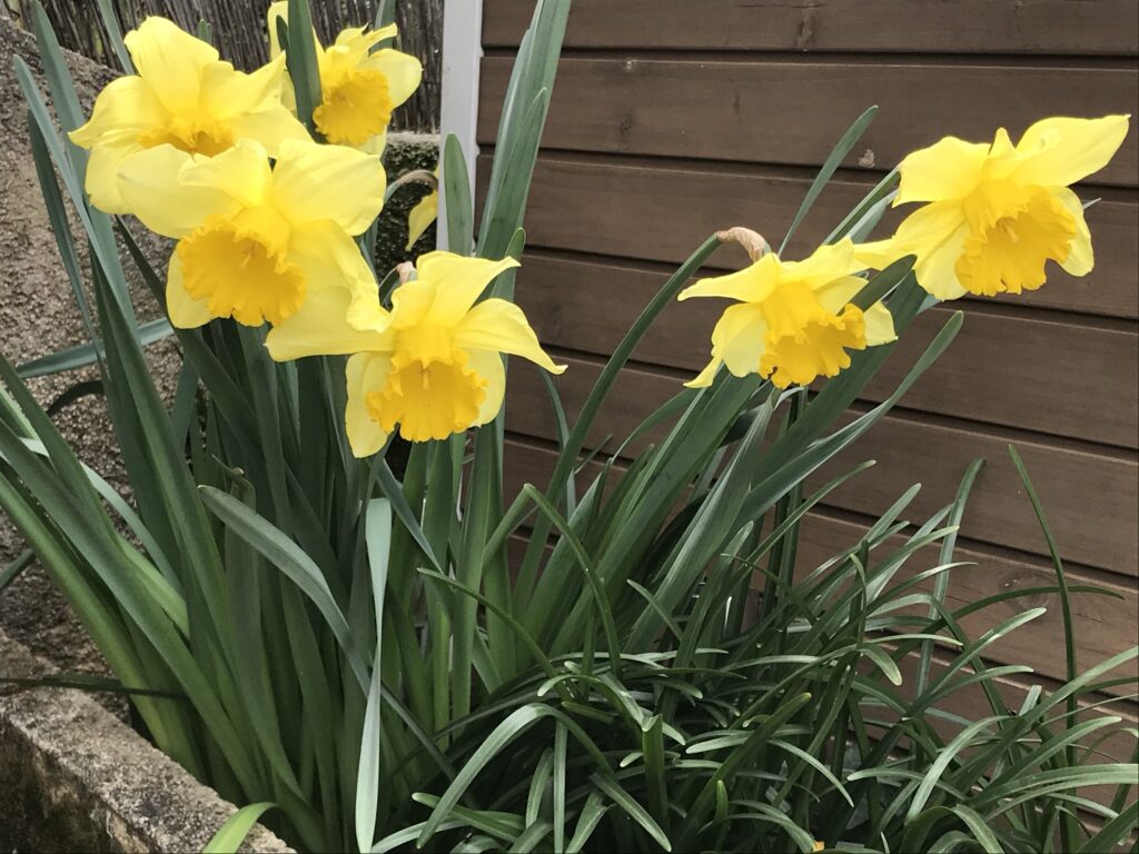 Six tige de jonquilles en fleur dans une plate-bande.