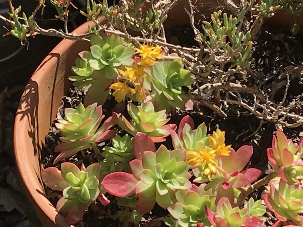 Plante grasse aux fleurs jaunes butinées par une abeille, dans un large pot en terre cuite.