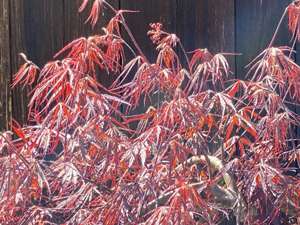 Gros plan sur les feuilles rouges de l'érable du japon