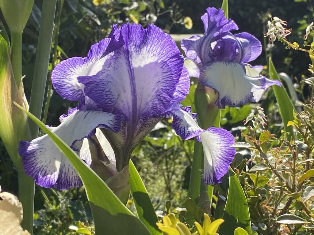 Iris blanc et violet bien ouverts au soleil