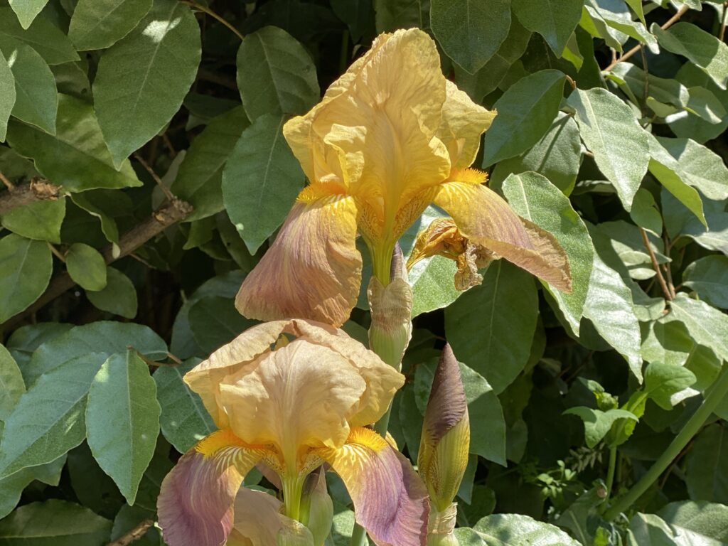 Iris jaune et pourpre au soleil
