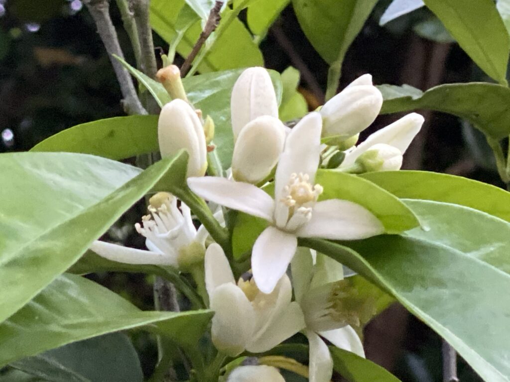 Gros plan sur des fleurs d'oranger