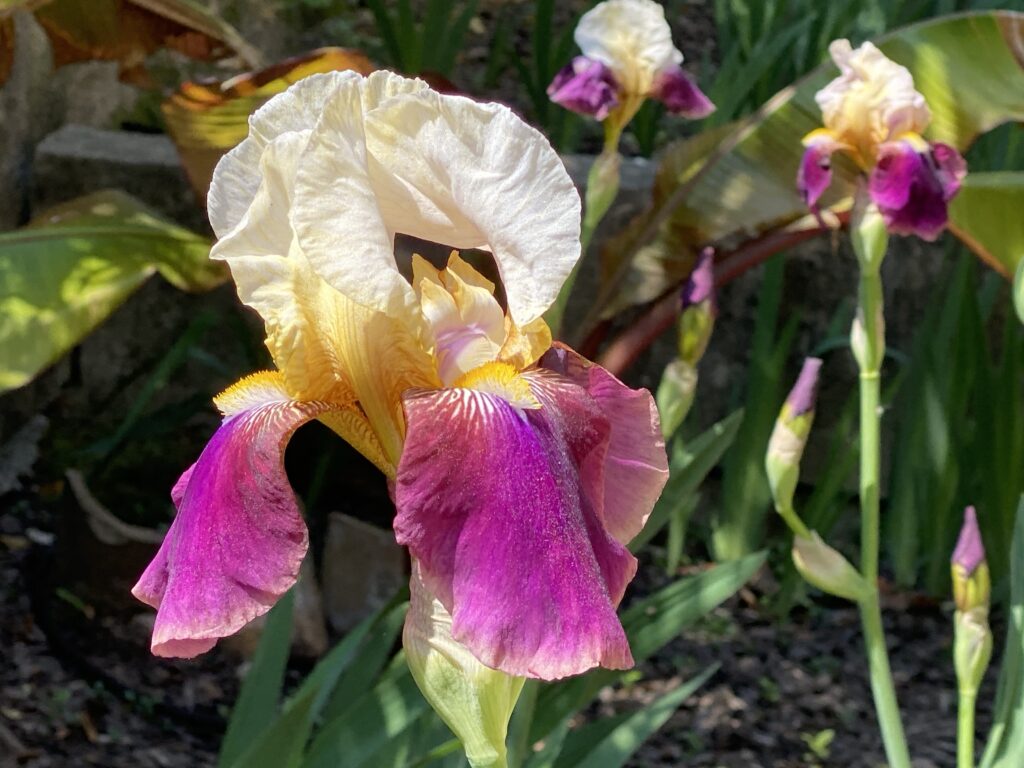 Iris jaune pale, doré et rose foncé, bien ouverts, en plein soleil