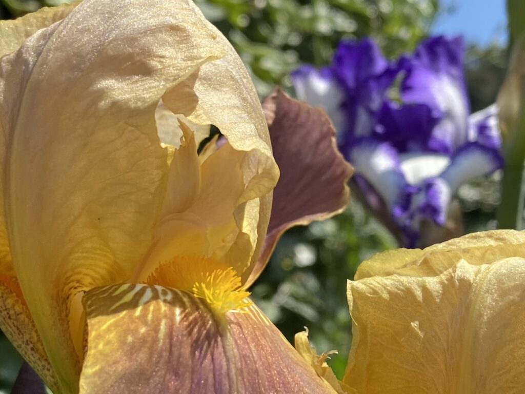 Gros plan sur un iris doré et pourpre en train de s'ouvrir et iris blanc et violet flou en arrière-plan