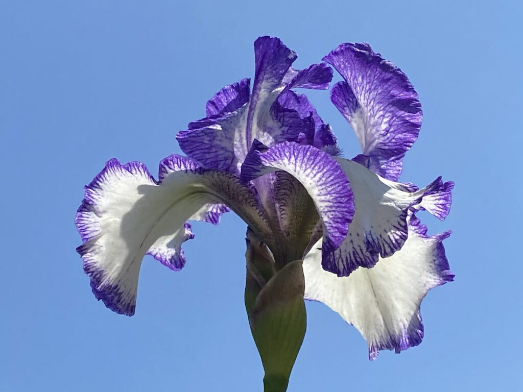 Iris violet et blanc en plein soleil