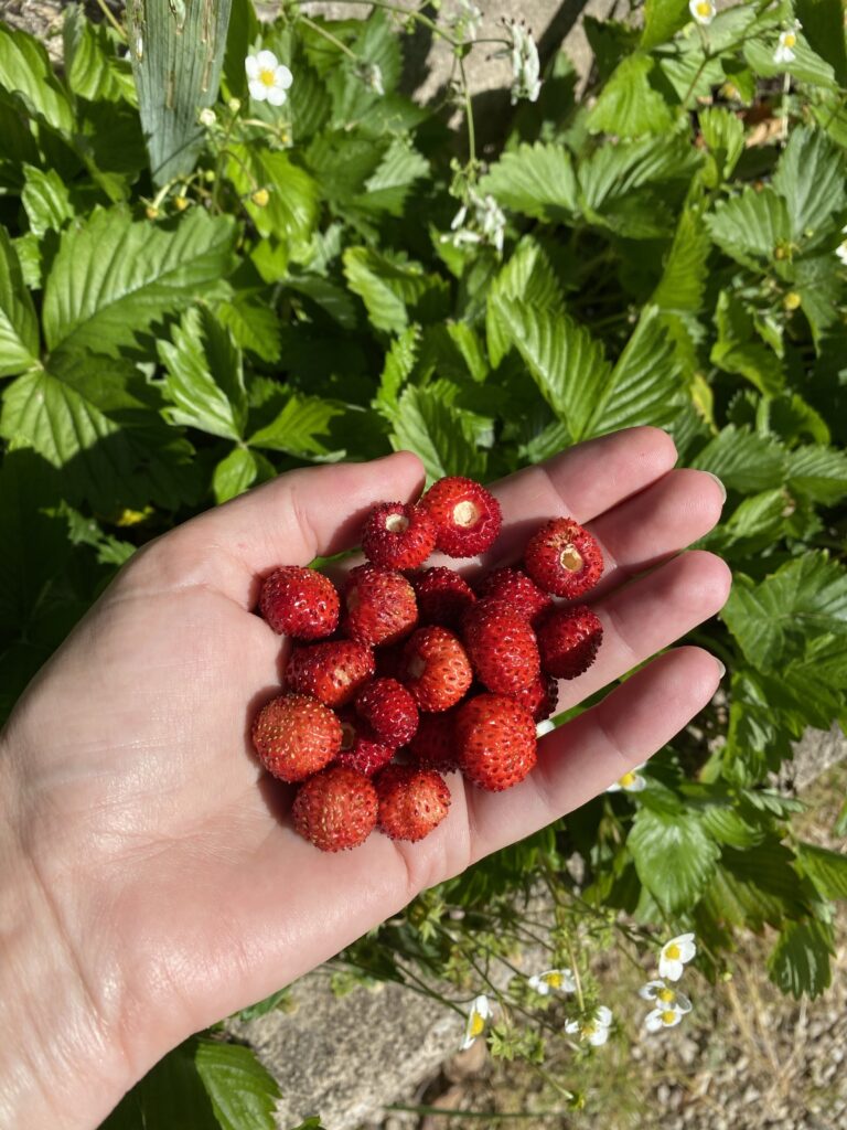 Récolte de fraises des bois dans le creux de ma main