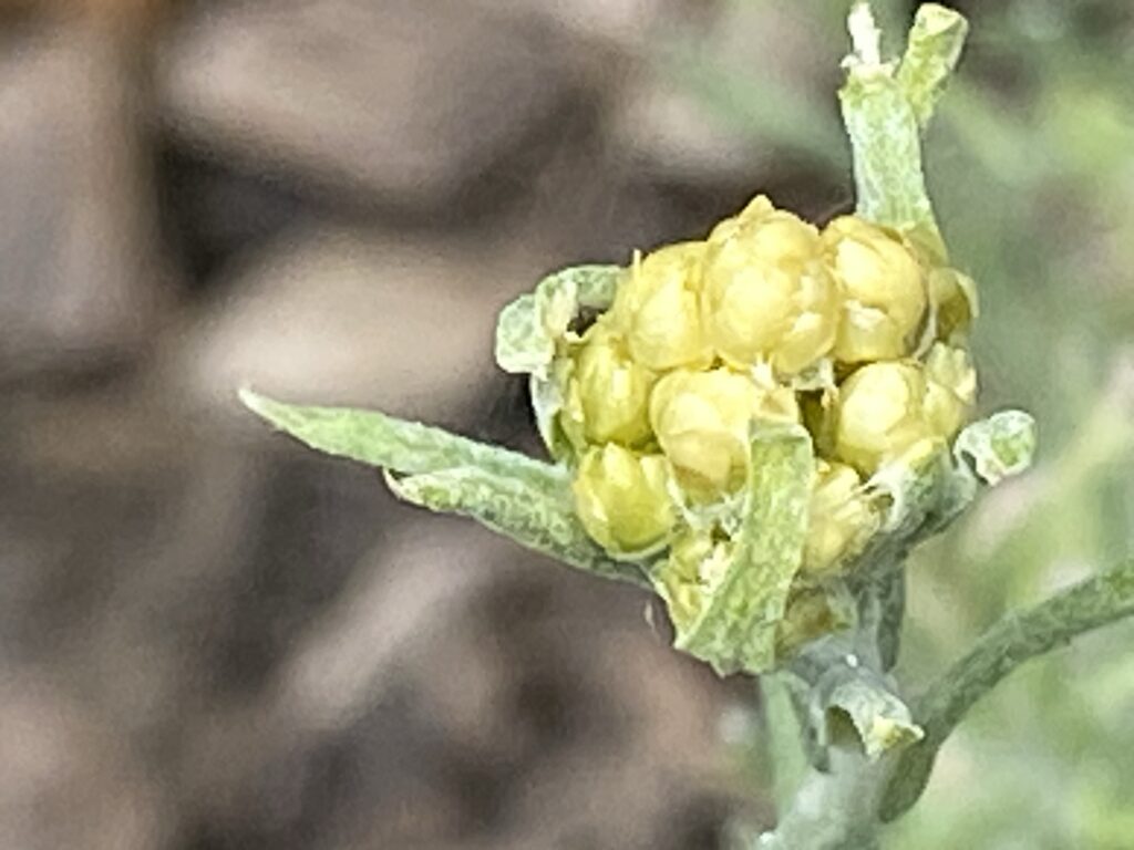 Gros plan sur le bourgeon de fleur de thym qui dévoile des boules jaune doré