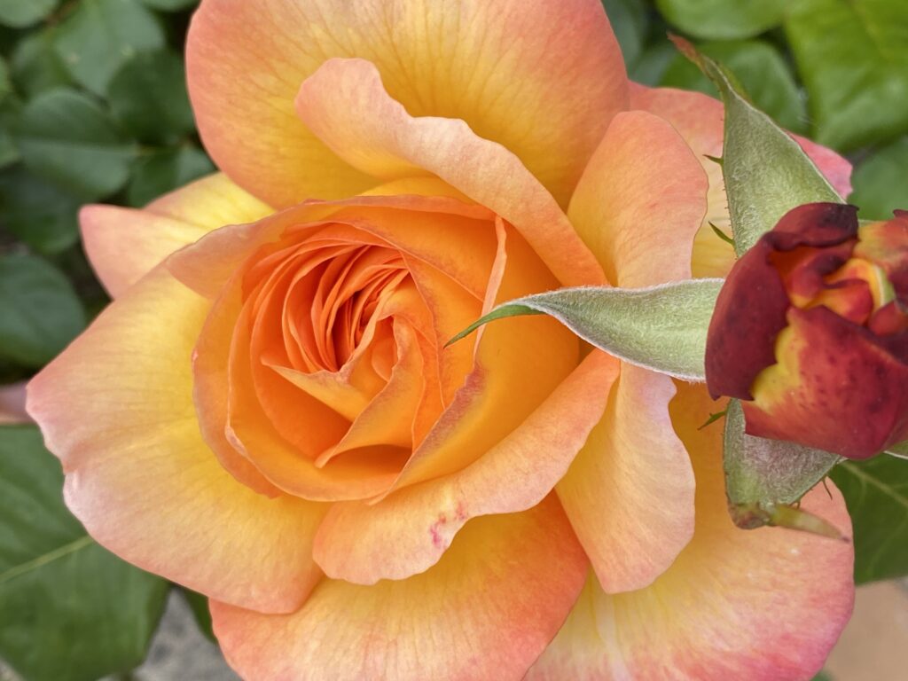 Gros plan sur une rose orange bien ouverte et un bourgeon rouge foncé.