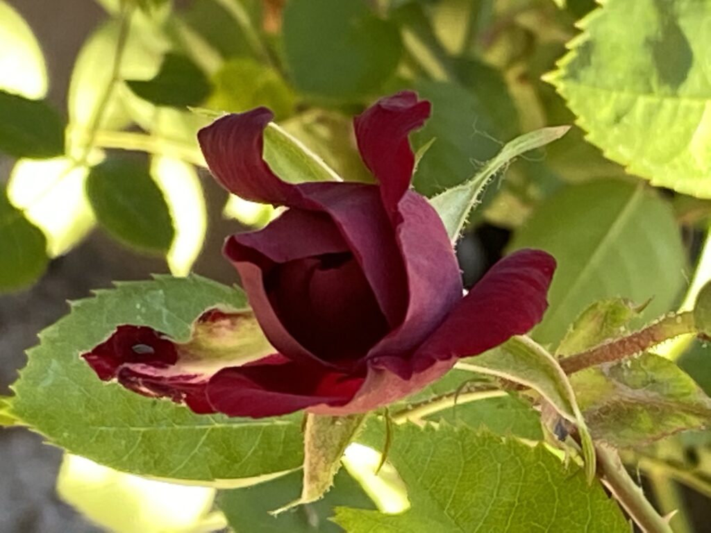 Gros plan sur un bourgeon de rose pourpre foncé