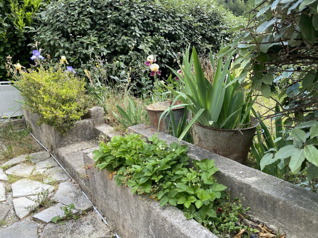 Jardinières où poussent des fraises des bois, un buis, des iris.