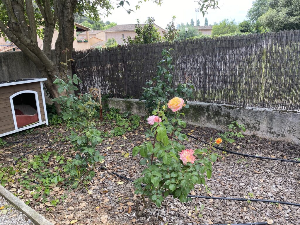 Platebande au fond du jardin où poussent essentiellement des rosiers. On voit aussi la niche du bien et le tronc du troène.