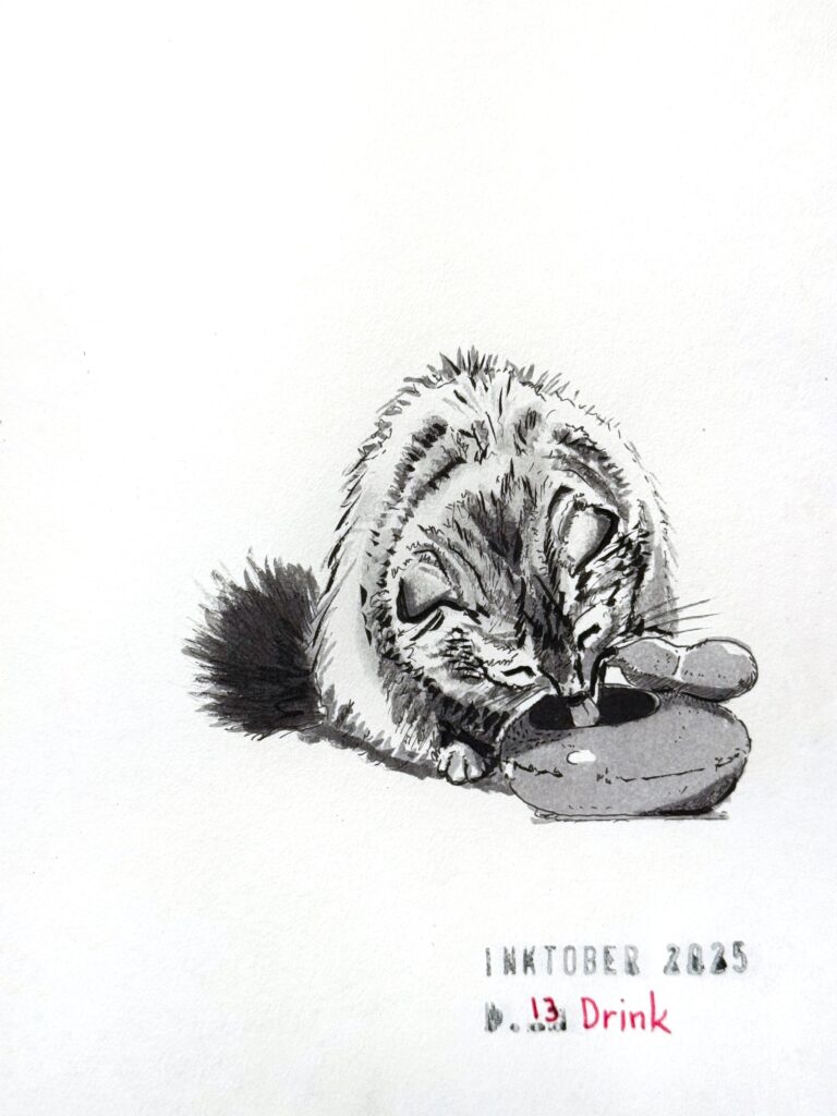 A black and grey ink drawing of a fluffy tabby cat drinking from a round water fountain. The artwork is titled "Inktober 2025" and "13. Drink".