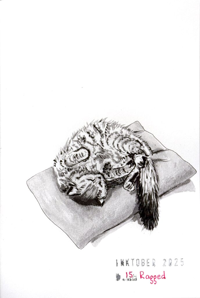 A black and grey ink drawing of a sleeping fluffy tabby cat on his back, curled up on a pillow. The image features detailed shading that captures the cat's fur texture, and is titled "Inktober 2025" and "15. Ragged."